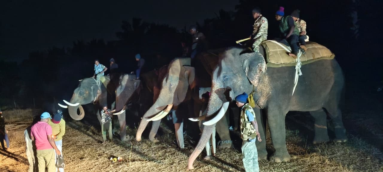 ಹುಲಿ ಸೆರೆ ಕಾರ್ಯಾಚರಣೆಯಲ್ಲಿ ಭಾಗವಹಿಸಿದ್ದ ಸಾಕಾನೆಗಳು