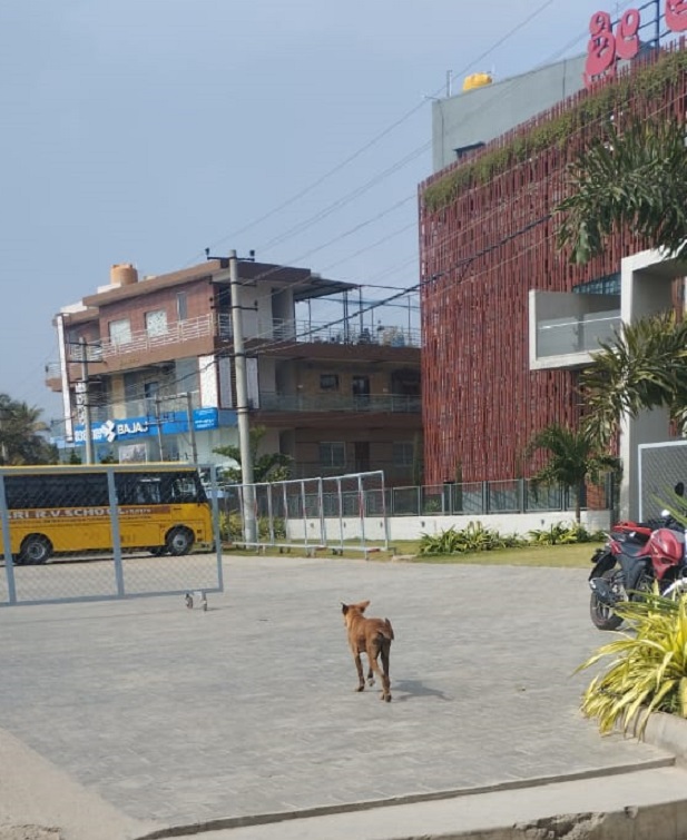 ಕೋಲಾರ ಬಳಿ ರಾಷ್ಟ್ರೀಯ ಹೆದ್ದಾರಿಯತ್ತ ಓಡಿದ ನಾಯಿ