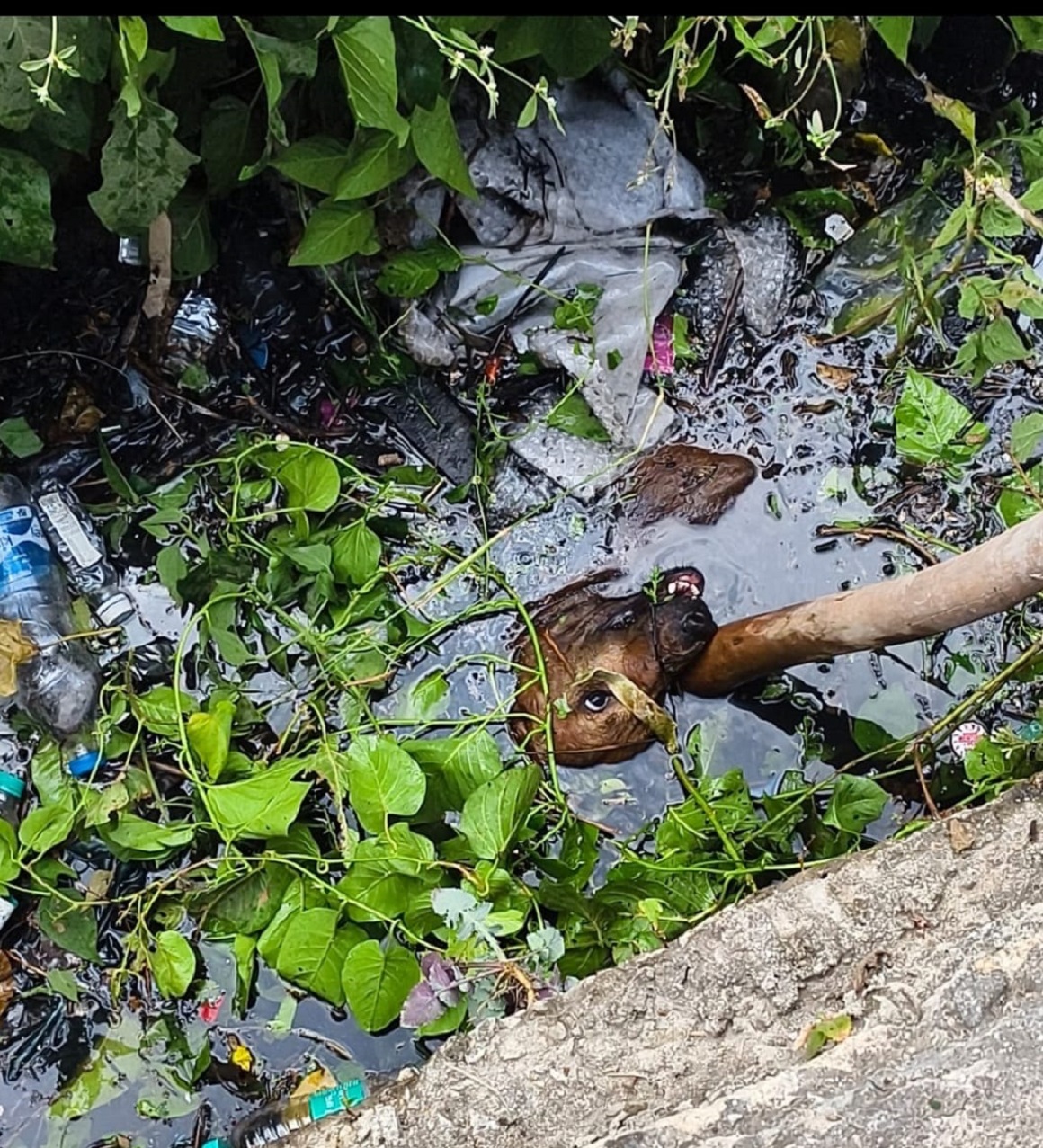 21 ಜನರನ್ನು ಕಚ್ಚಿದ ನಾಯಿಯನ್ನು ಹೊಡೆದು ಕೊಂಚ ಸಾರ್ವಜನಿಕರು