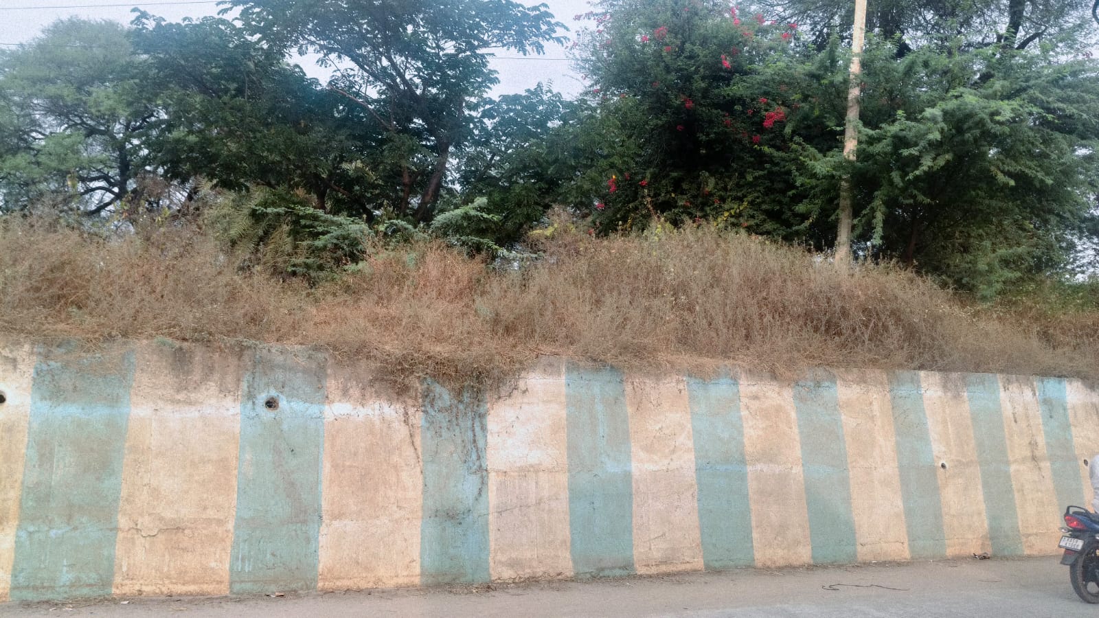 ಕರೇಕಲ್ಲಹಳ್ಳಿ ಮೇಲ್ಸೇತುವೆ ಪಕ್ಕದ ಗೋಡೆಗಳ ಬಳಿ ಕುರುಚಲು ಗಿಡಗಳು ಬೆಳೆದಿರುವುದು