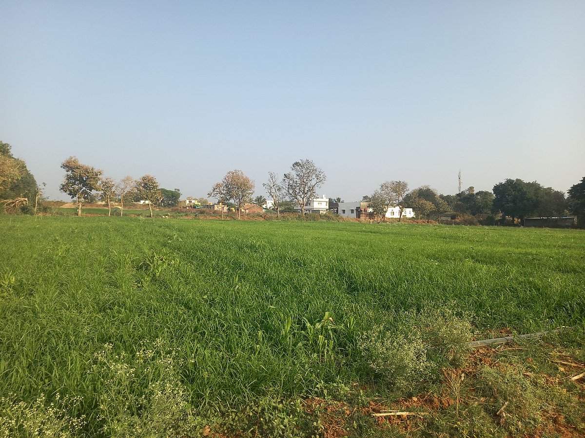 ಮಾಯಕೊಂಡ: ತರಕಾರಿಗೆ ಬೈ.. ಹಿಂಗಾರು ರಾಗಿ ಬೆಳೆಗೆ ಜೈ...