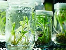 ಅಂಗಾಂಶ ಕೃಷಿ ಹೆಸರಲ್ಲಿ ₹78 ಲಕ್ಷ ವಂಚನೆ: ದೂರು