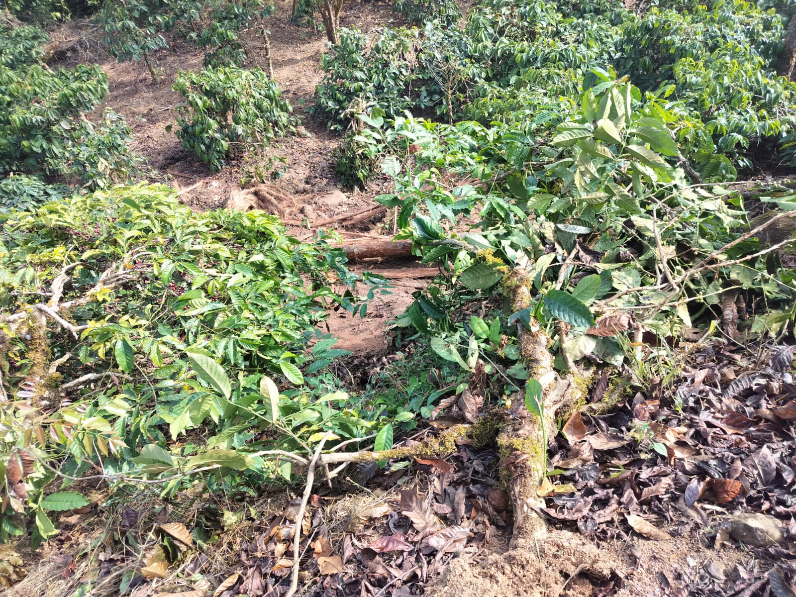 ಮಲೆನಾಡು ಭಾಗವಾದ ಹೆತ್ತೂರು ಯಸಳೂರು ಹೋಬಳಿಯಲ್ಲಿ ಕಾಡಾನೆ ದಾಳಿಗೆ ಅಡಿಕೆ ಭತ್ತ ಕಾಫಿ ಬೆಳೆ ಹಾನಿಯಾಗಿರುವುದು 