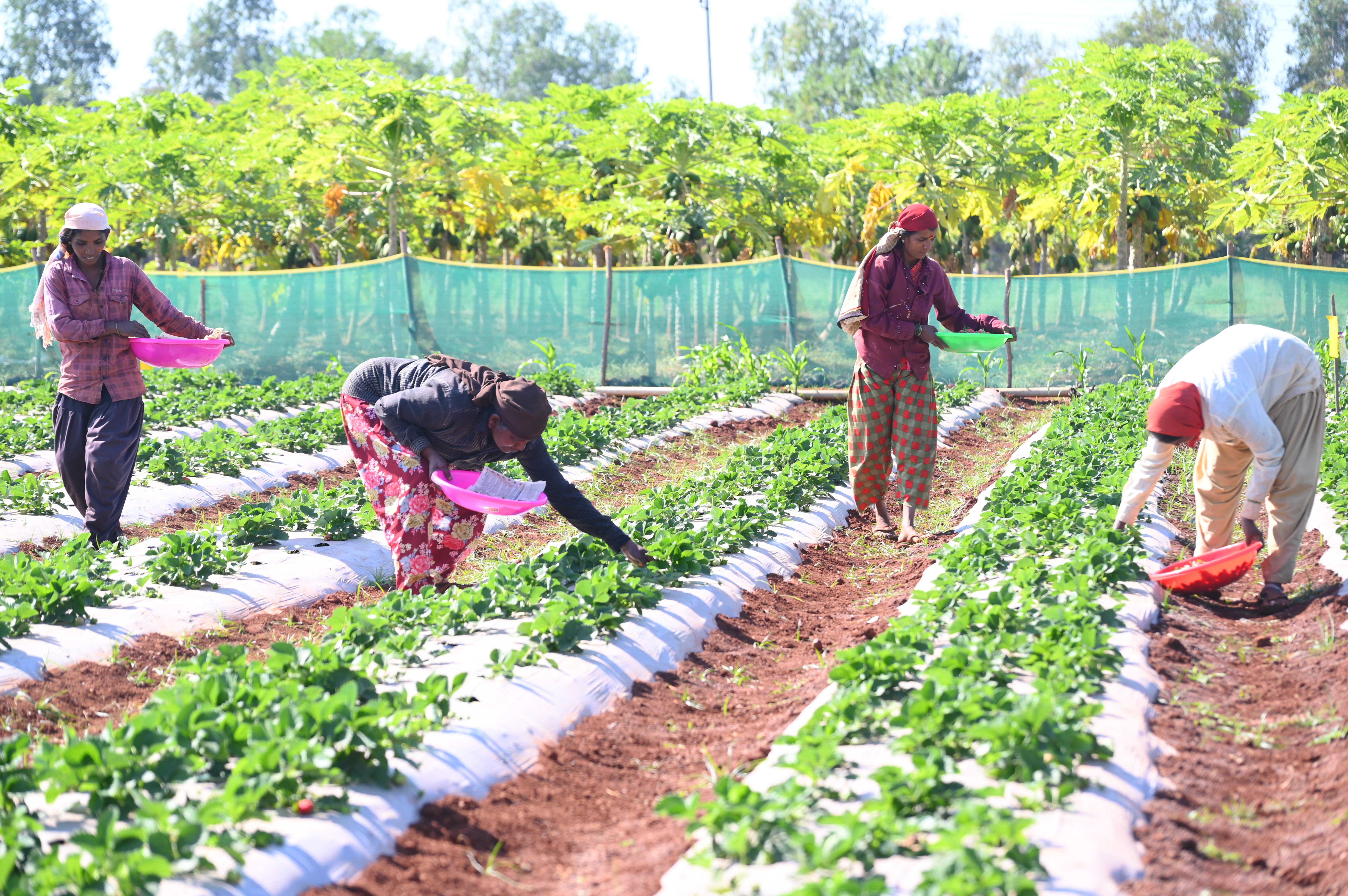 ಸ್ಟ್ರಾಬೆರಿ ಕಟಾವಿನಲ್ಲಿ ತೊಡಗಿರುವ ಕೂಲಿ ಮಹಿಳೆಯರು