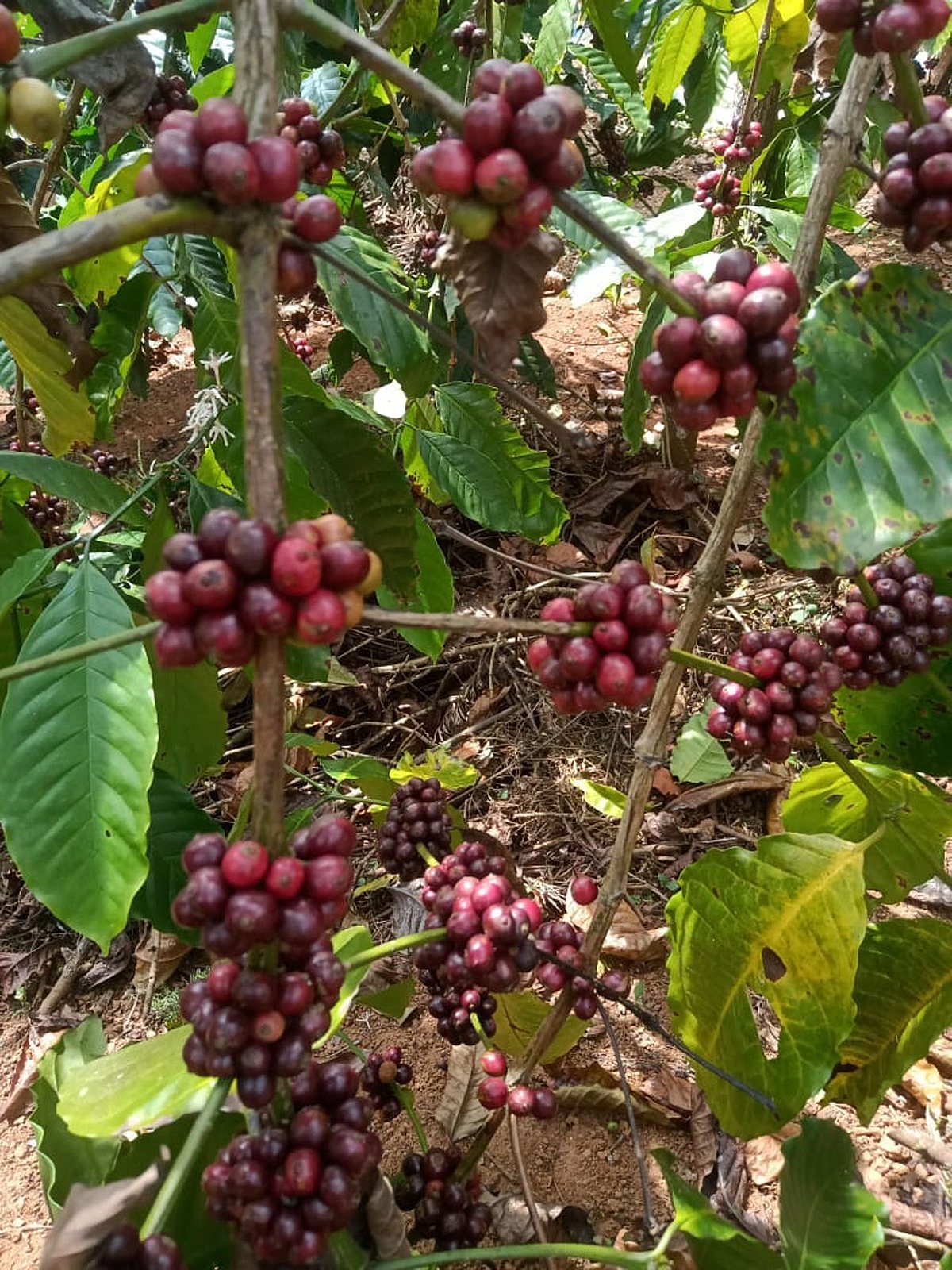 ಮಡಿಕೇರಿ: ‘ಕಾಫಿ ಕನೆಕ್ಟ್’, ‘ಸೆಂಟ್ರಲ್ ಫಾರ್ ಎಕ್ಸಲೆನ್ಸಿ’ ಆಯೋಜನೆಗೆ ಸಿದ್ಧತೆ