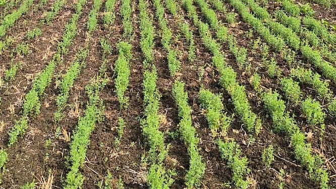 ಹಾವೇರಿ: ಬೆಳೆ ಸಮೀಕ್ಷೆಗೆ ರೈತರ ಆ್ಯಪ್ ಬಿಡುಗಡೆ