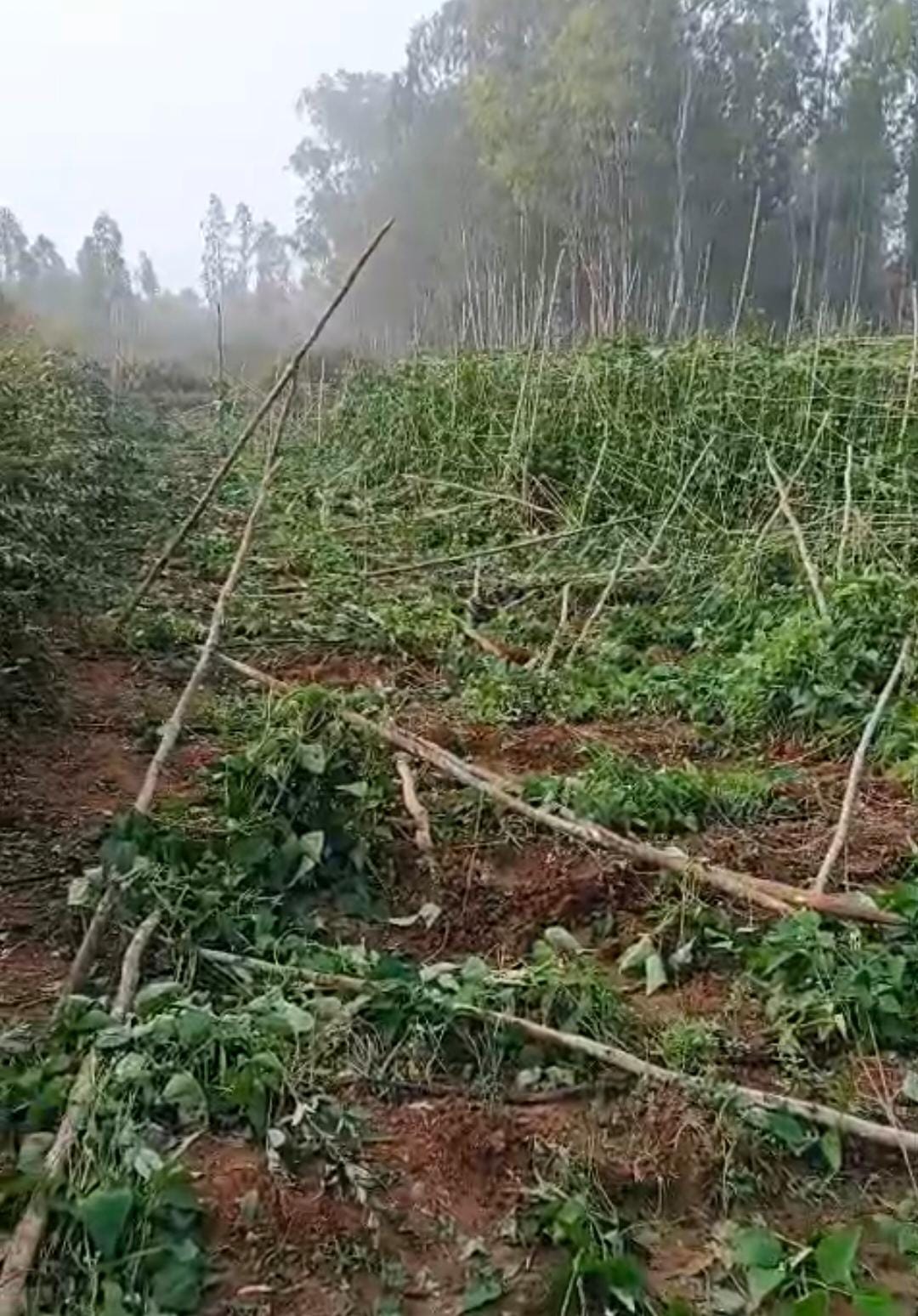 ಕಾಡಾನೆಗಳ ದಾಳಿಯಿಂದಾಗಿ ರೈತರು ಬೆಳೆದಿದ್ದ ಹುರುಳಿ ಕಾಯಿ ನೆಲಕಚ್ಚಿರುವುದು