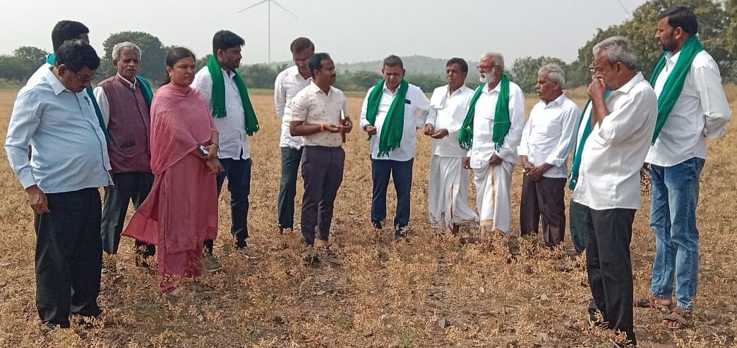 ಚಳ್ಳಕೆರೆ: ಕಡಲೆಗೆ ಸೊರಬು ಕೀಟ ಬಾಧೆ- ಬೆಳೆಗಾರರ ಆತಂಕ