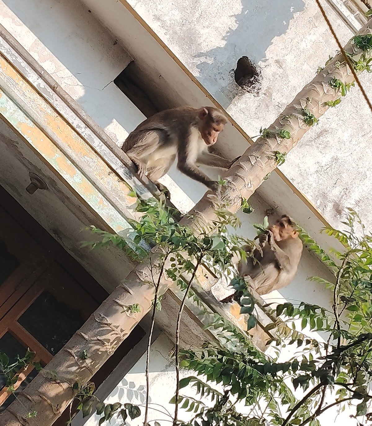 ನರಸಿಂಹರಾಜಪುರ ಪಟ್ಟಣದ ವ್ಯಾಪ್ತಿಯಲ್ಲಿ ಹೆಚ್ಚಿದ ಮಂಗಗಳ ಹಾವಳಿ: ಆತಂಕ