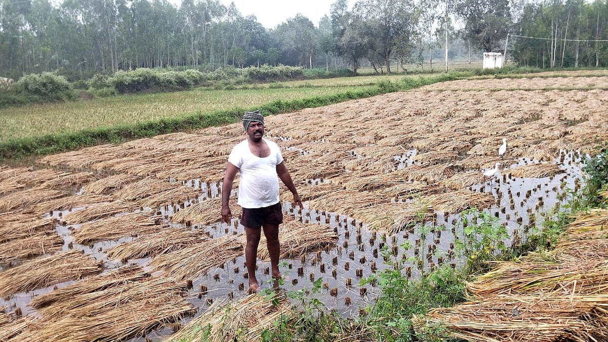 ಅಕಾಲಿಕ ಮಳೆ: ಅಪಾರ ಪ್ರಮಾಣದ ಭತ್ತದ ಫಸಲು ನಾಶ