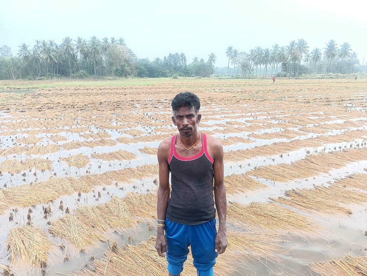 ಅಕಾಲಿಕ ಮಳೆ: ನೂರಾರು ಎಕರೆ ಭತ್ತ ಬೆಳೆ ಹಾನಿ