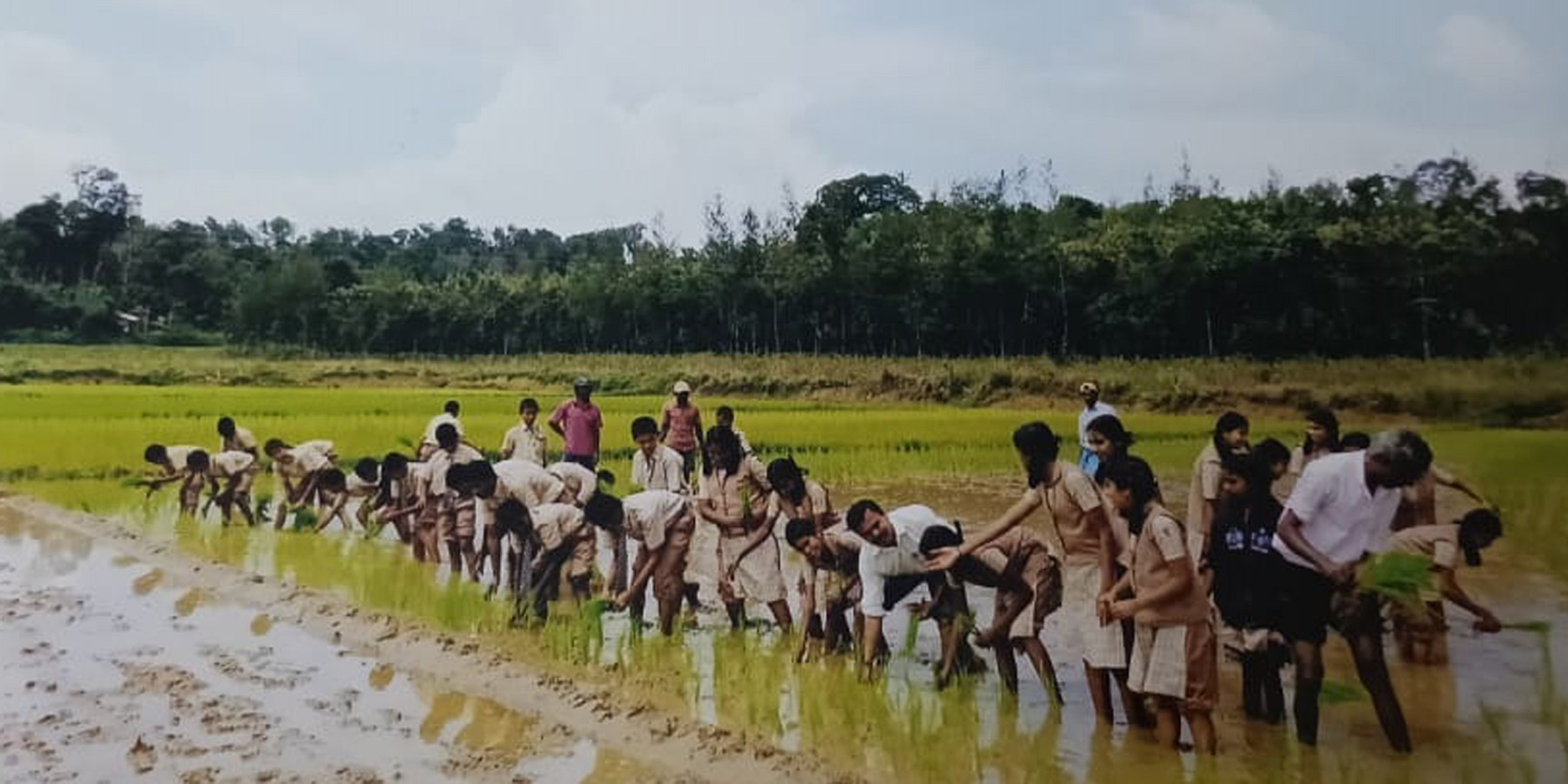 ಭತ್ತದ ಗದ್ದೆಯಲ್ಲಿ ನಾಟಿ ತರಬೇತಿ ಪಡೆಯುತ್ತಿರುವ ವಿದ್ಯಾರ್ಥಿಗಳು.