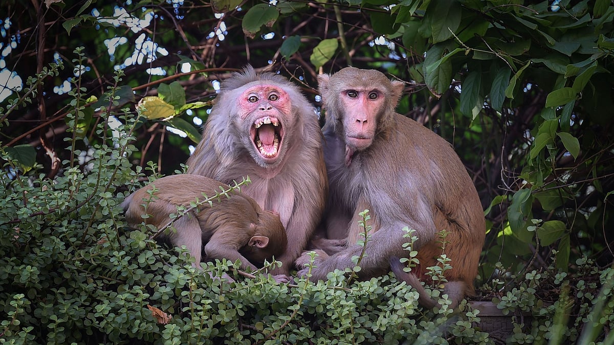 ಮಂಗಗಳ ಓಡಿಸಲು ಲಂಗೂರಗಳ ಧ್ವನಿ ಮಿಮಿಕ್ರಿ: ಟೆಂಡರ್ ಆಹ್ವಾನಿಸಿದ ದೆಹಲಿ ಸರ್ಕಾರ