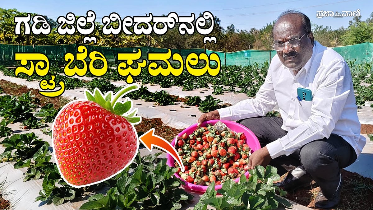 Video | ಬೀದರ್‌ನಲ್ಲಿ ಸ್ಟ್ರಾಬೆರಿ ಕ್ರಾಂತಿ: ಉತ್ತರ ಕರ್ನಾಟಕದಲ್ಲೇ ಮೊದಲ ಪ್ರಯೋಗ