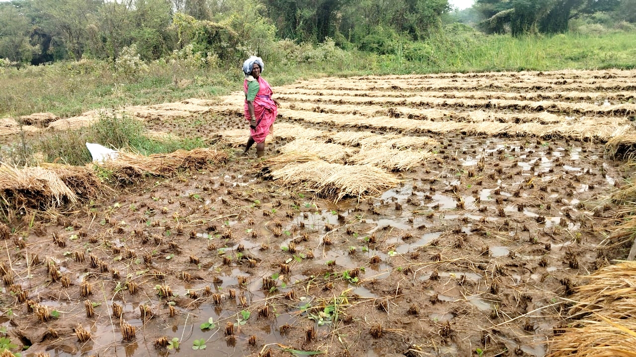 ಹಲಗೂರು ಸಮೀಪದ ಹೊಸಪುರ ಗ್ರಾಮದ ರೈತ ನಿಂಗಮ್ಮ ಅವರ ಜಮೀನಿನಲ್ಲಿ ಭತ್ತ ಹಾನಿಗೀಡಾಗಿರುವುದು