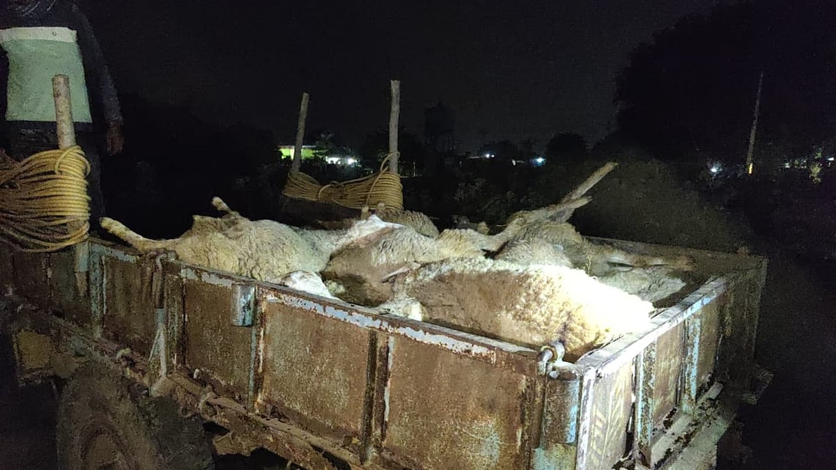 ಚಿಂತಾಮಣಿ: 50 ಕುರಿ ಅನುಮಾನಾಸ್ಪದವಾಗಿ ಸಾವು