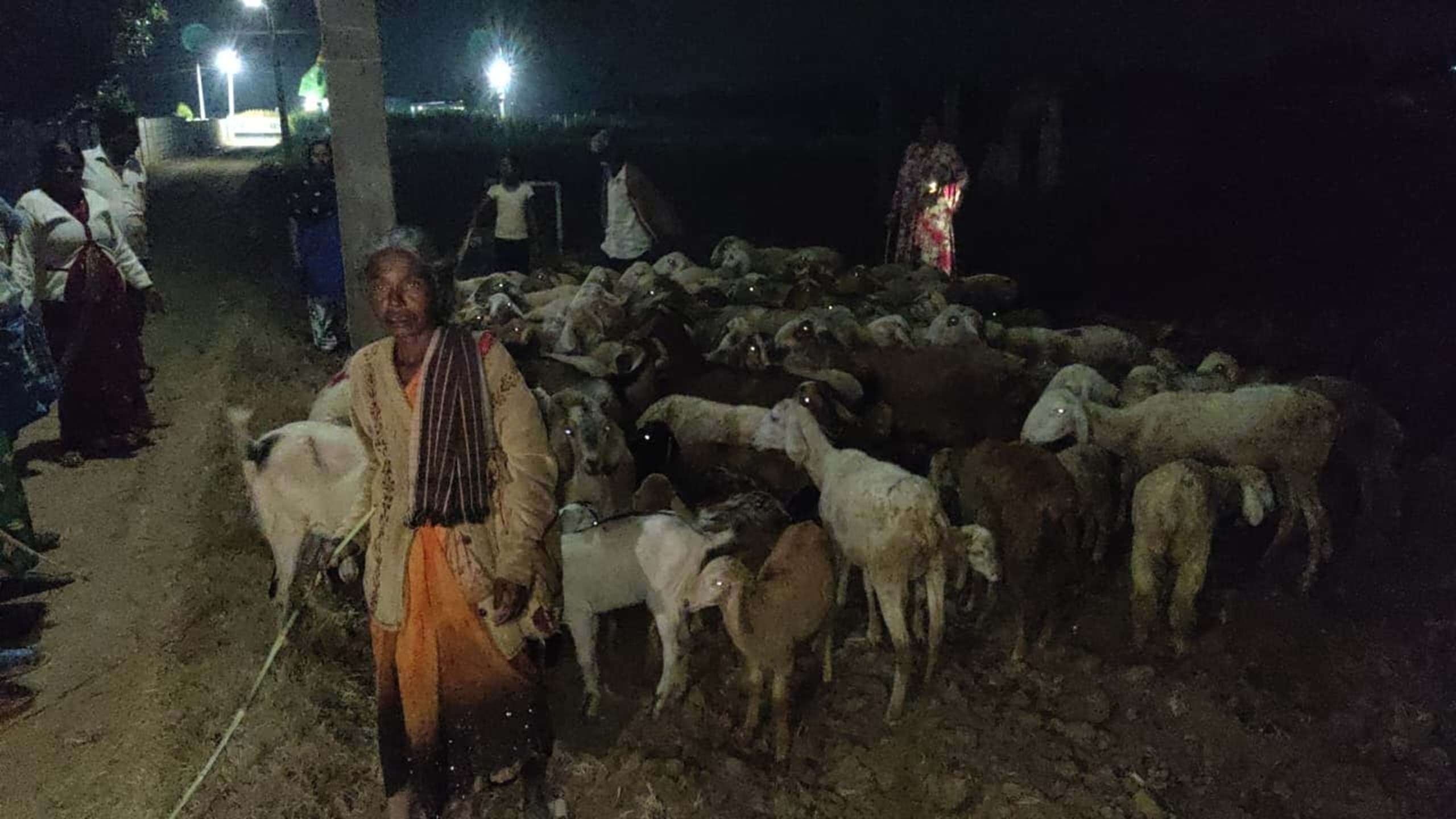 ಚಿಂತಾಮಣಿ ತಾಲ್ಲೂಕಿನ ಕಾಚಹಳ್ಳಿಯ ಕುರಿಗಳ ಹಿಂಡು