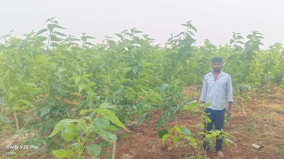 ಸಾವಯವ ರೇಷ್ಮೆ ಕೃಷಿಯಲ್ಲಿ ಯಶಸ್ಸು ಕಂಡ ರೈತ: 3 ಎಕರೆಲಿ ವರ್ಷಕ್ಕೆ ₹5 ಲಕ್ಷ ಲಾಭ