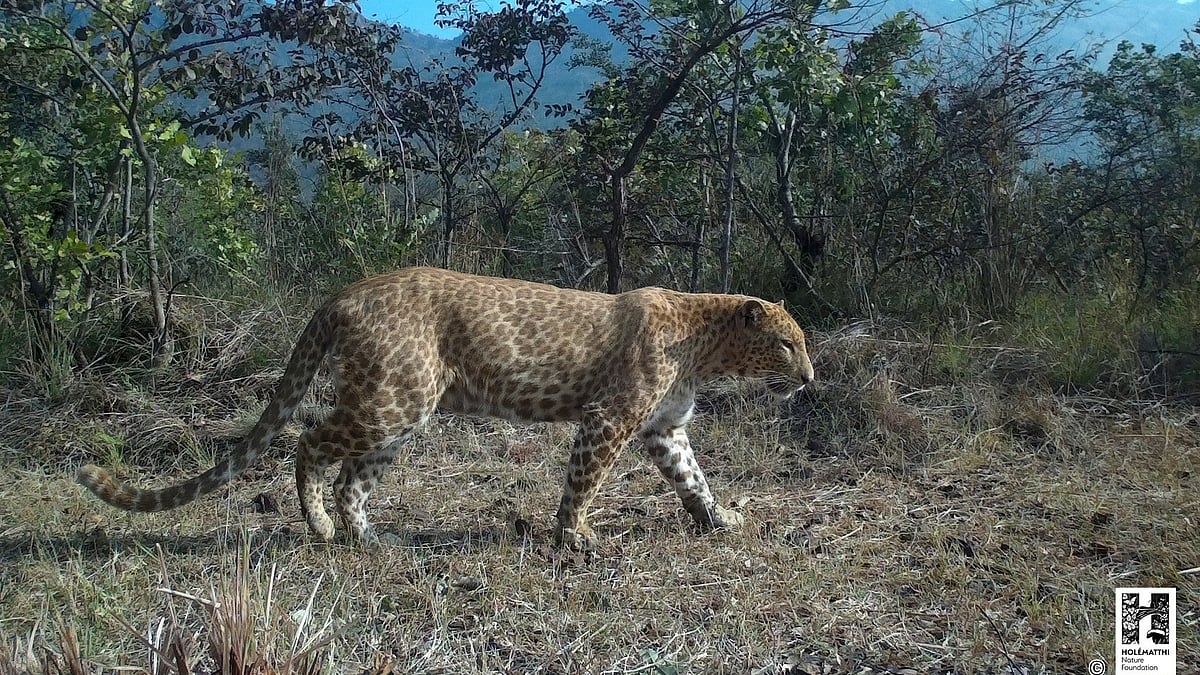ಚಂದನ ಚಿರತೆ: ಭಾರತದಲ್ಲಿ 2ನೇ ಬಾರಿ, ರಾಜ್ಯದಲ್ಲಿ ಇದೇ ಮೊದಲ ಬಾರಿ ಗೋಚರ