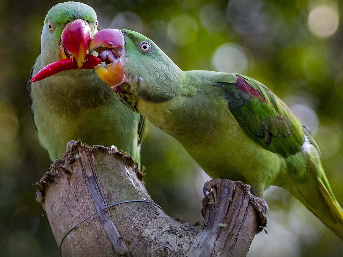 ಮಧ್ಯಪ್ರದೇಶ: ಕಲುಷಿತ ಆಹಾರ ಸೇವಿಸಿ ಕನಿಷ್ಠ 200 ಗಿಳಿಗಳ ಸಾವು