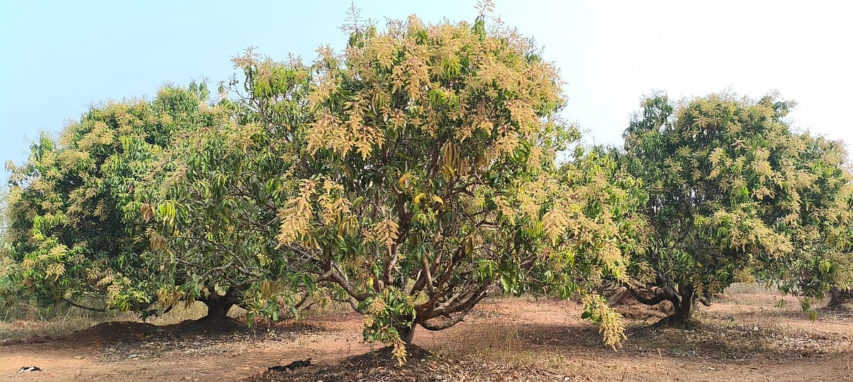 ಧಾರವಾಡ|ಸಮೃದ್ಧ ಹೂಕಟ್ಟಿ ನಳನಳಿಸುತ್ತಿರುವ ಮಾವಿನ ಮರಗಳು: ಅಧಿಕ ಇಳುವರಿ ನಿರೀಕ್ಷೆ