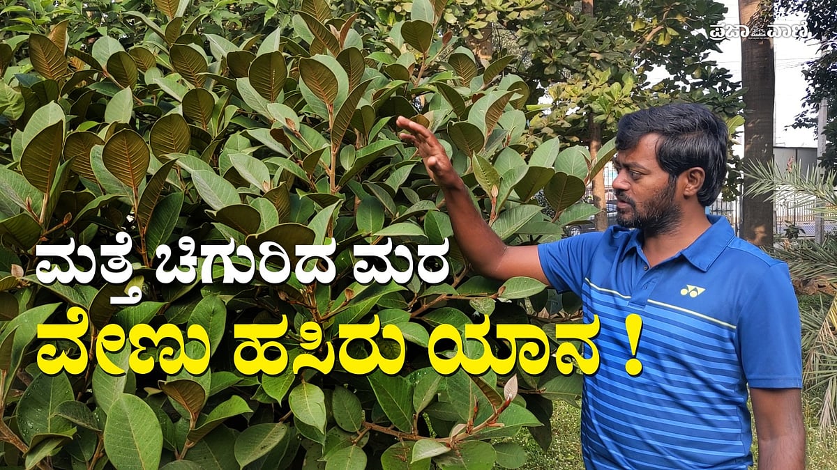 VIDEO: ಖಾಸಗಿ ನೌಕರನ ಪರಿಸರ ಸೇವೆ; ನೂರು ವರ್ಷದ ಮರಕ್ಕೆ ಪುನರ್ಜನ್ಮ