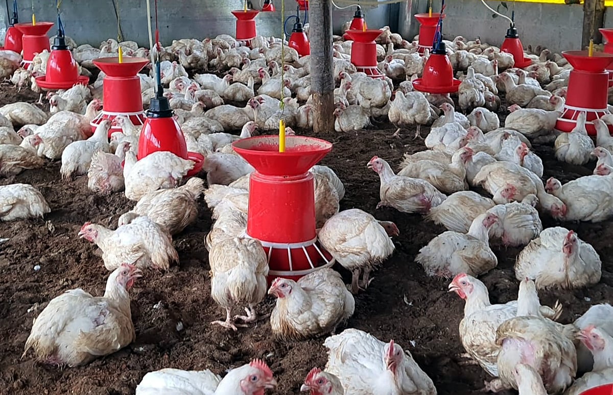 ತುಮಕೂರು:‌ | ಕೋಳಿ ಮಾಂಸ ದುಬಾರಿ: ಟೊಮೆಟೊ, ಬೆಳ್ಳುಳ್ಳಿ ಗಗನಮುಖಿ 