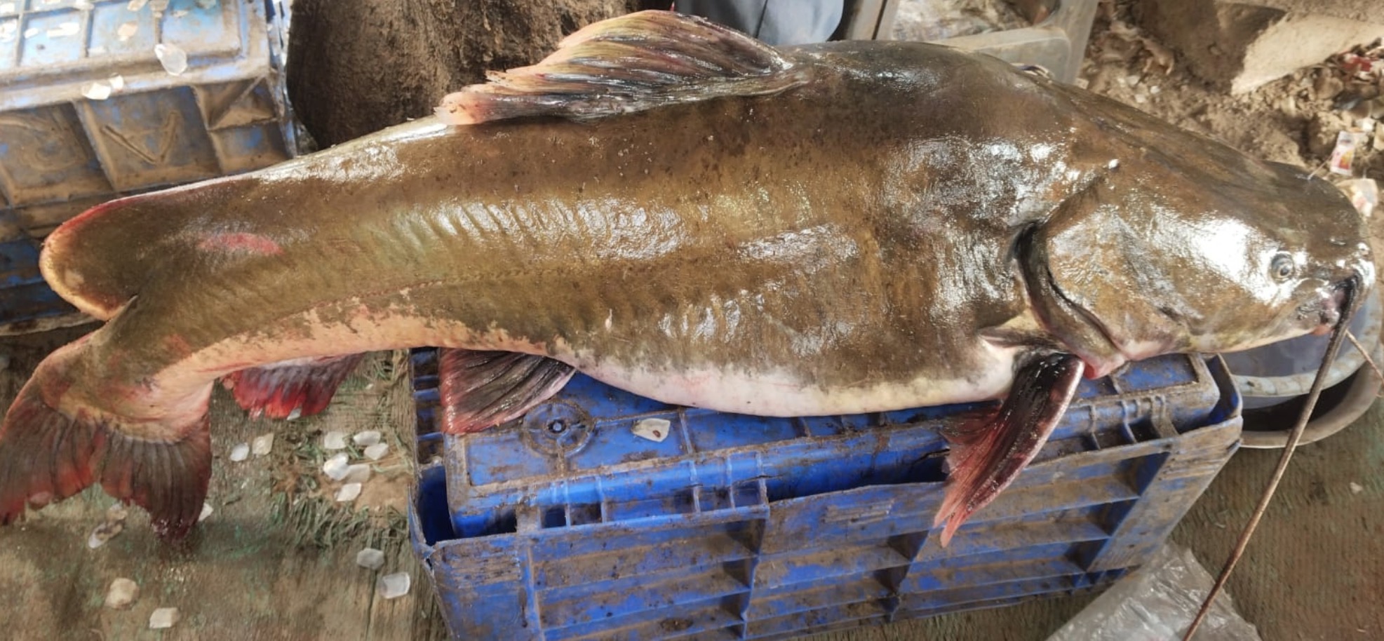 ಹದ್ದಿನ ಜಾತಿಗೆ ಸೇರಿದ ಮೀನು