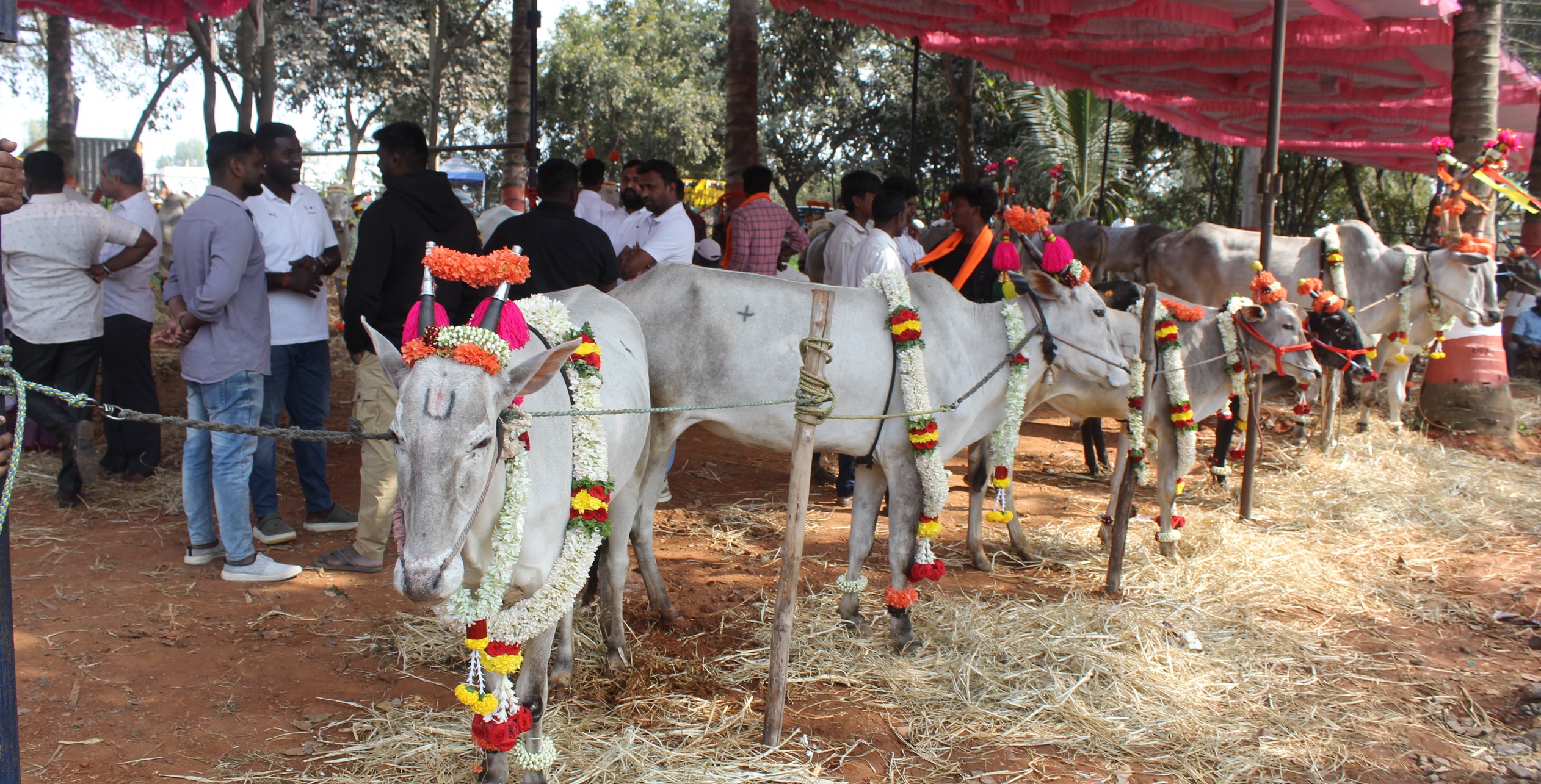 ಆನೇಕಲ್ ತಾಲ್ಲೂಕಿನ ಹೆನ್ನಾಗರ ಯಲ್ಲಮ್ಮ ದೇವಿ ದೇವಾಲಯದಲ್ಲಿ ದೇವಿಯ ಬ್ರಹ್ಮರಥೋತ್ಸವದ ದನಗಳ ಜಾತ್ರೆಯಲ್ಲಿ ಪಾಲ್ಗೊಂಡಿದ್ದ ರಾಸುಗಳು