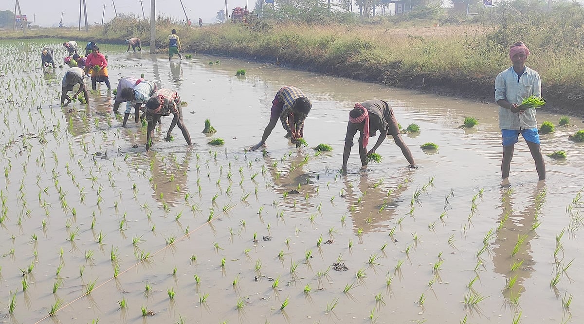 ಕೃಷ್ಣಾ ಅಚ್ಚುಕಟ್ಟು ಪ್ರದೇಶದ ವ್ಯಾಪ್ತಿಯಲ್ಲಿ ಮುಂದುವರೆದ ಭತ್ತ ನಾಟಿ ಕಾರ್ಯ