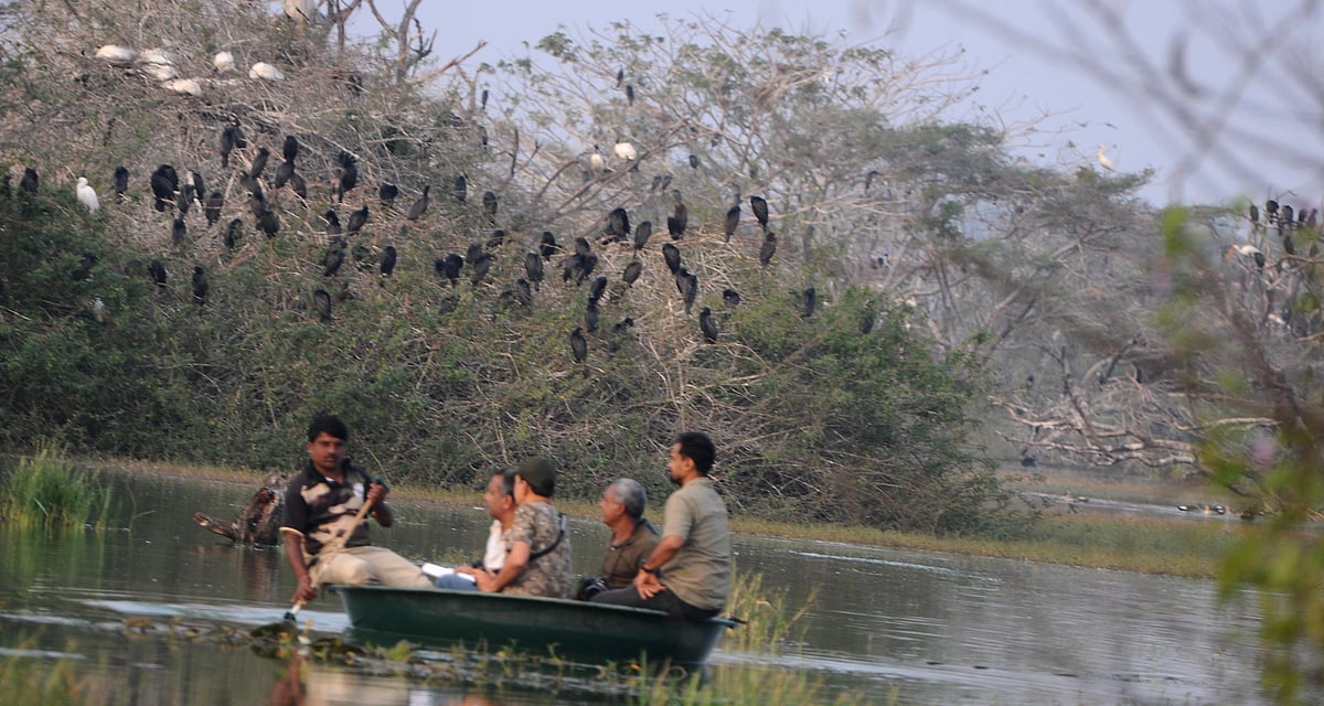 ಅಂಕಸಮುದ್ರ ಪಕ್ಷಿಧಾಮದಲ್ಲಿ ಬಾನಾಡಿಗಳ ಗಣತಿ: 
155 ಪ್ರಭೇದಗಳ ಪಕ್ಷಿಗಳು ವಾಸ್ತವ್ಯ