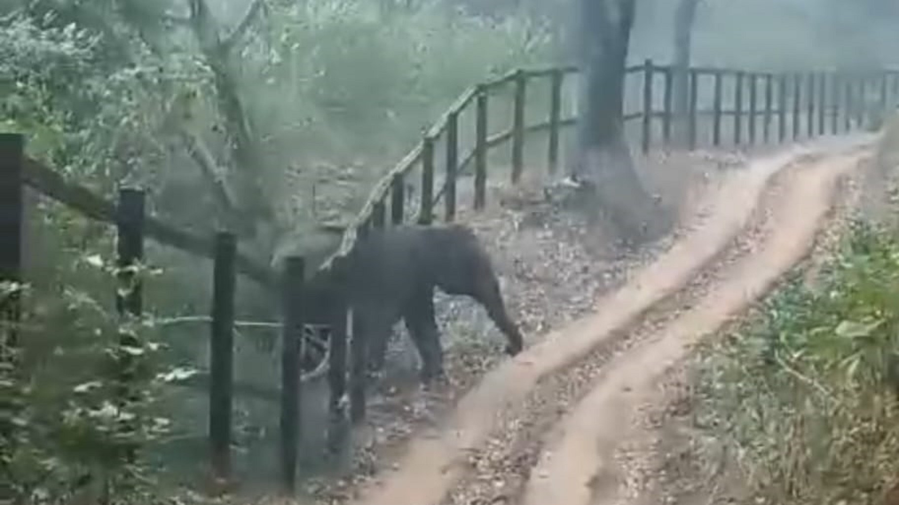 ಈ ಹಿಂದೆ ಕೊಡಗು ಜಿಲ್ಲೆಯ ಸೋಮವಾರಪೇಟೆ ತಾಲ್ಲೂಕಿನ ಐಗೂರು ಸಮೀಪ ಗುರುವಾರ ಕಾಡಾನೆಯೊಂದು ರೈಲ್ವೆ ಬ್ಯಾರಿಕೇಡ್ ದಾಟಿ ಕಾಡಿನೊಳಗೆ ನುಸುಳಿದೆ