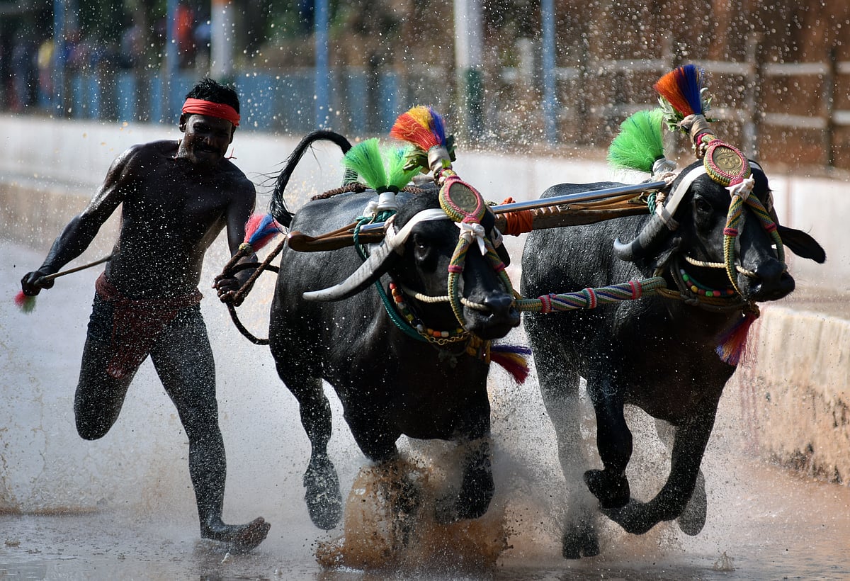 ಕಂಬಳ: ಕರೆಯಾಚೆ ಕೆಸರೆರಚಾಟ ನಿಲ್ಲುವ ಹಂಬಲ