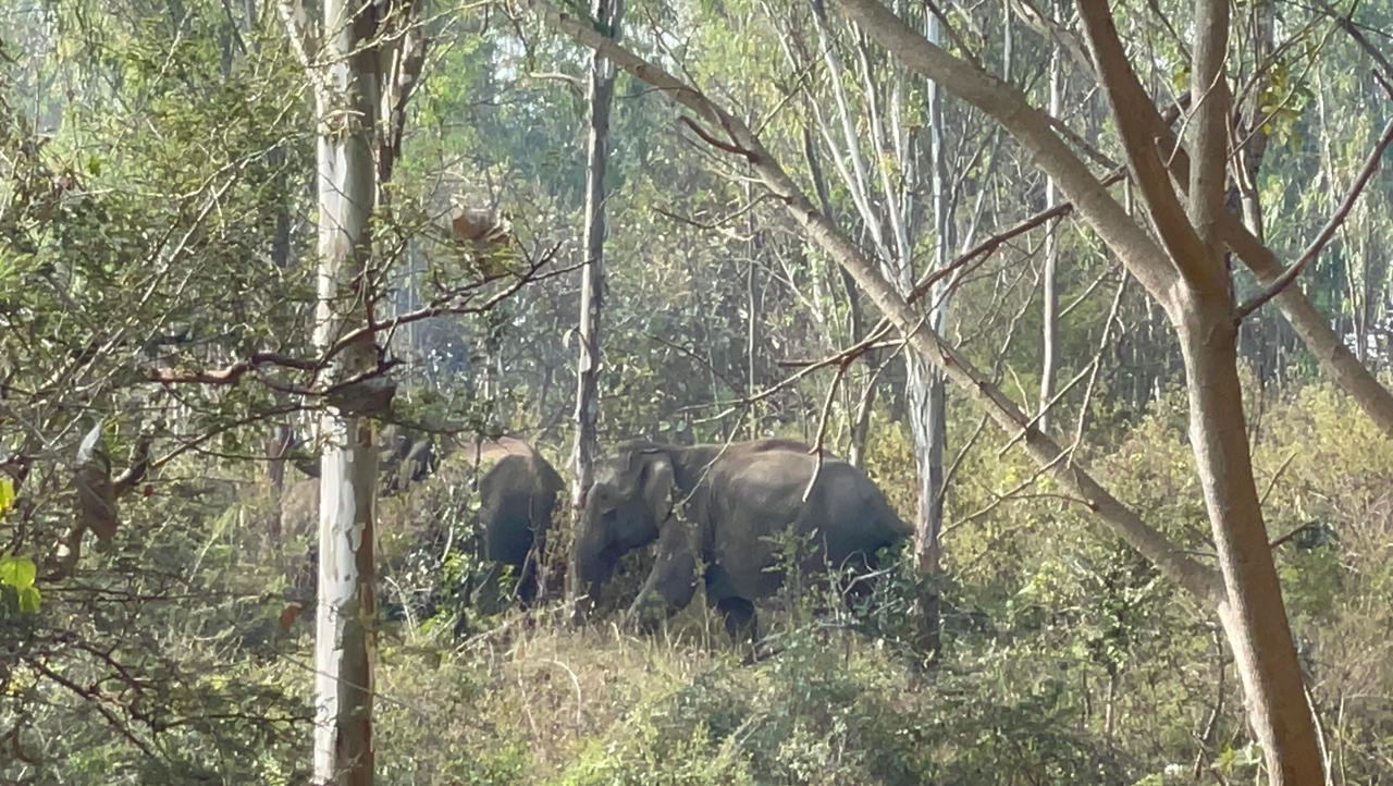 ನೀಲಗಿರಿ ತೋಪಿನಲ್ಲಿರು ಕಾಡಾನೆಗಳು