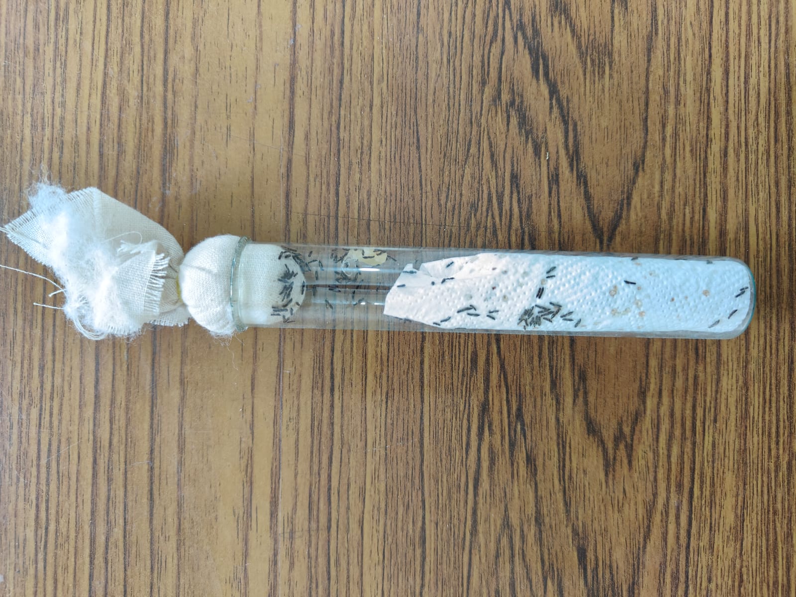 ಕಪ್ಪುತಲೆ ಹುಳು ನಿಯಂತ್ರಿಸುವ ಪರೋಪಜೀವಿಯನ್ನು ಟ್ಯೂಬ್‌ನಲ್ಲಿ ಇರಿಸಿರುವುದು