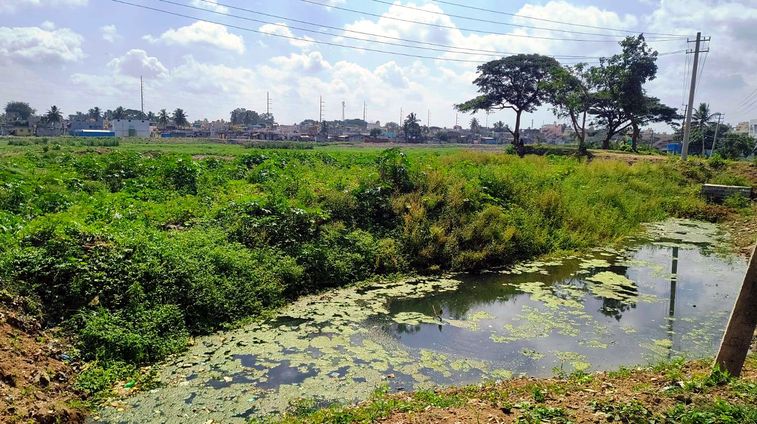 ಕಾಮಗಾರಿ ಸ್ಥಗಿತವಾದ ಬಳಿಕ ಕೆರೆಯ ಕೆಲ ಭಾಗದಲ್ಲಿ ಮತ್ತೆ ಜೋಂಡು ಬೆಳೆದಿರುವುದು
