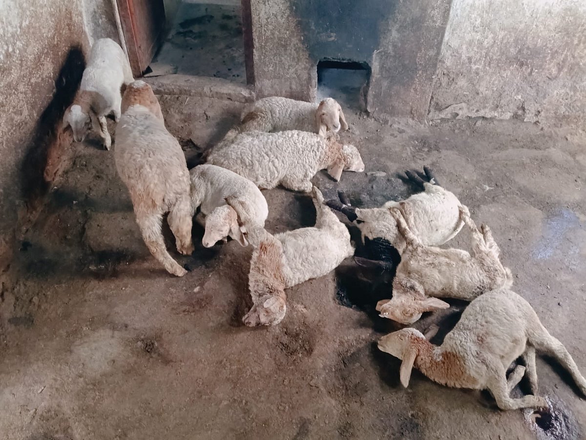 ಗುಂಡ್ಲುಪೇಟೆ: ಬೀದಿ ನಾಯಿಗಳ ದಾಳಿ; 9 ಕುರಿಮರಿ ಸಾವು