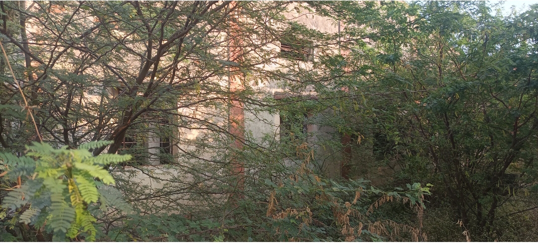 ಬಾಗಿಲು ಮತ್ತು ಕಿಟಕಿಗಳು ಮುಳ್ಳು ಕಂಟಿಗಳಿಂದ ಆವೃತ್ತವಾಗಿರುವುದು