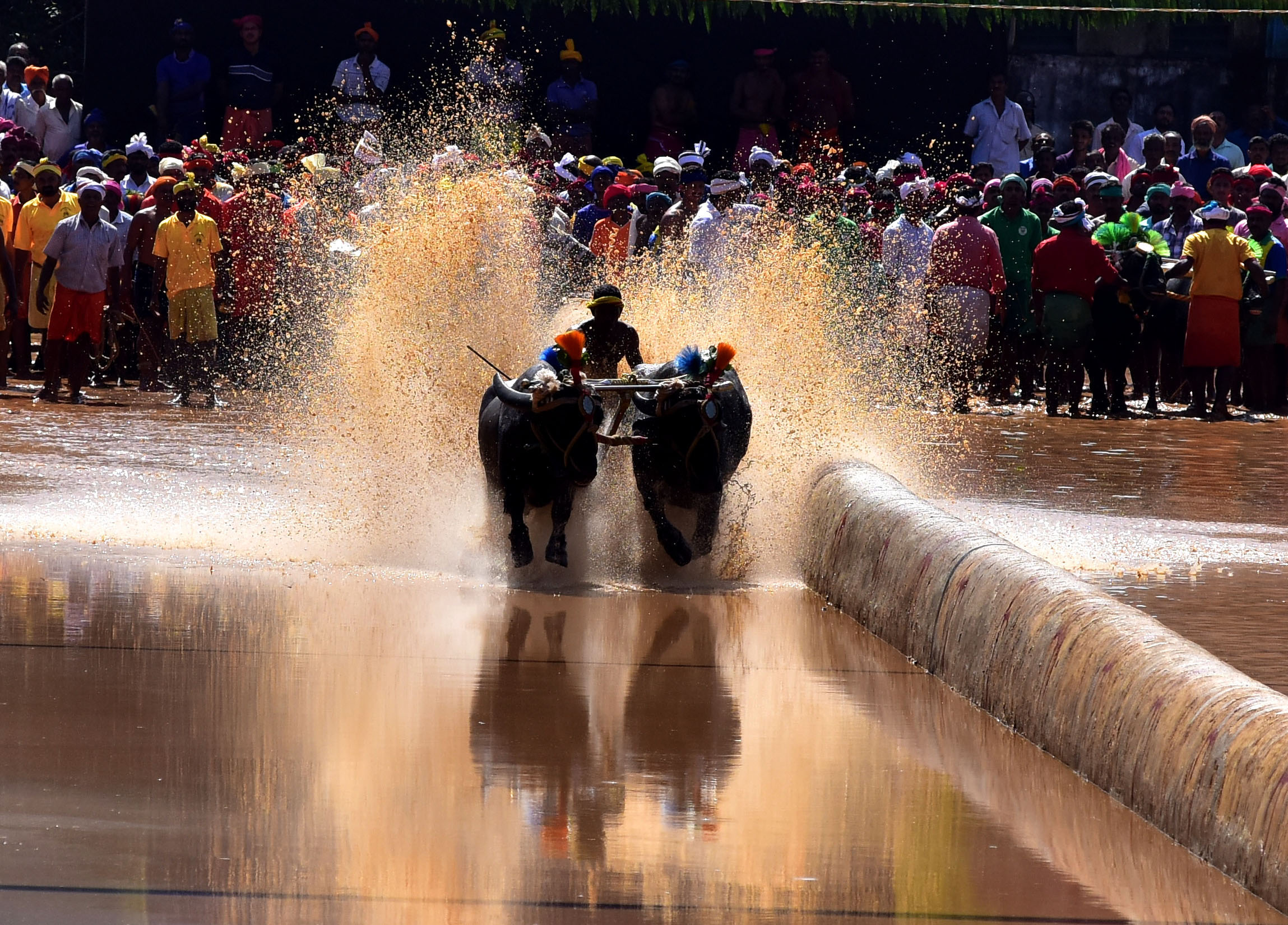 ಕಂಬಳದ ಕರೆಯ ಕೆಸರಿನಿಂದ ಚಿಮ್ಮುವ ನೀರಿಗೆ ಸೊಬಗಿದೆ. ಆದರೆ ಹೊರೆಗೆ ಕೆಸರೆರಚಾಟ ಬೇಡ ಎಂಬುದು ಕಂಬಳ ಪ್ರಿಯರ ಬಯಕೆ 
