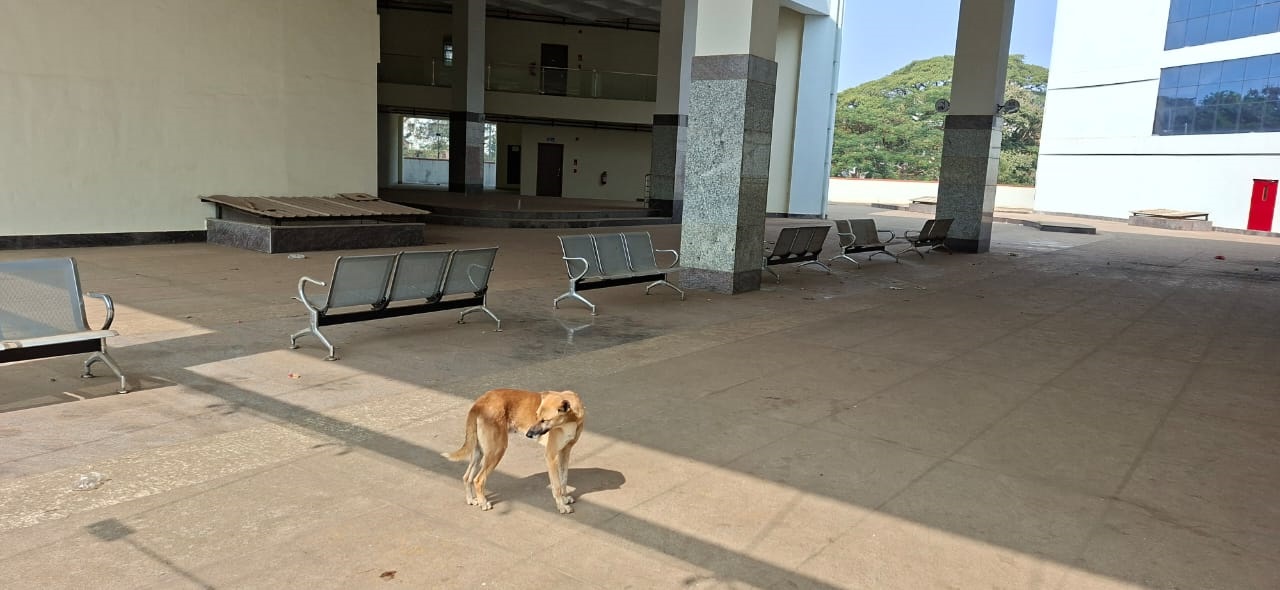 ಕಲಾ ಮಂದಿರದಲ್ಲಿ ಓಡಾಡಿದ ಬೀದಿನಾಯಿ