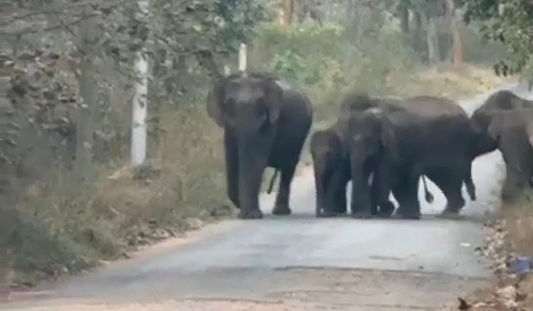 ಆನೇಕಲ್‌ | ಕಾಡಿಗೆ ಮರಳಲು ನಕಾರ: ವಾರದಿಂದ ಬೀಡುಬಿಟ್ಟ ಕಾಡಾನೆ ಹಿಂಡು
