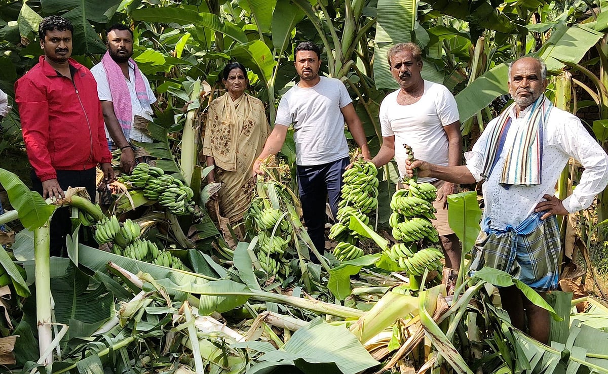 ಕನಕಪುರ: ಕಾಡಾನೆ ದಾಳಿಗೆ ಬಾಳೆ ತೋಟ ನಾಶ 
