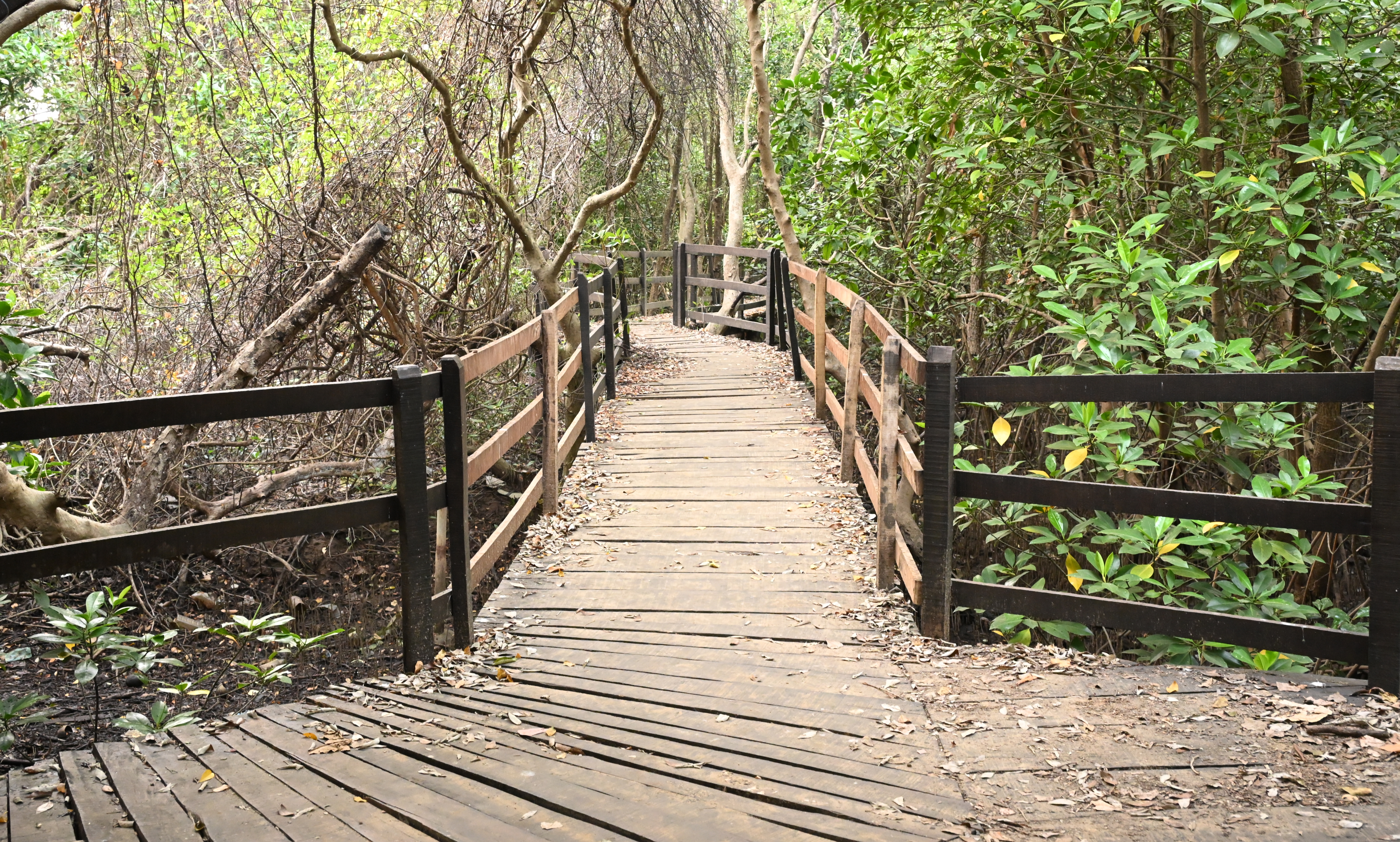 ಕಾರವಾರದ ಕಾಳಿ ದ್ವೀಪದಲ್ಲಿರುವ ಕಾಂಡ್ಲಾ ನಡಿಗೆ (ಮ್ಯಾಂಗ್ರೋವ್ ವಾಕ್) ಬಳಕೆ ಮಾಡಲಾಗದ ಸ್ಥಿತಿಯಲ್ಲಿದೆ
