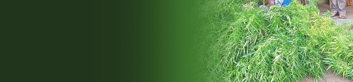 ತ್ರಿಪುರಾ: ₹100 ಕೋಟಿ ಬೆಲೆಯ 19 ಲಕ್ಷ ಗಾಂಜಾ ಗಿಡ ನಾಶ 