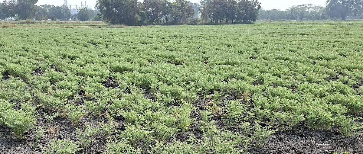 ಸಿರುಗುಪ್ಪ: ಕಡಲೆ ಉತ್ತಮ ಇಳುವರಿ ನಿರೀಕ್ಷೆಯಲ್ಲಿ ರೈತರು