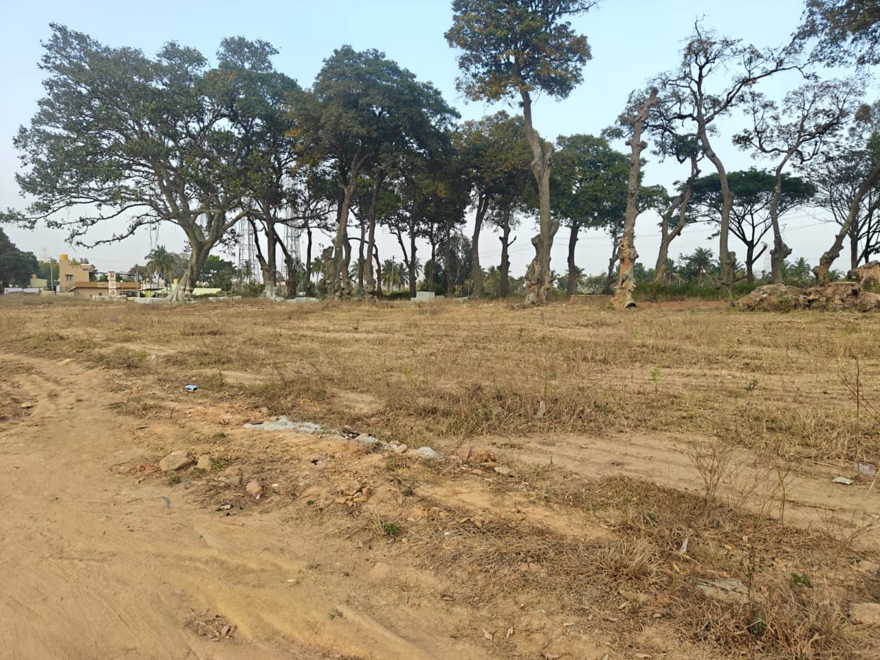 ಜಾನುವಾರುಗಳು ಸೇರುತ್ತಿದ್ದ ಹಿಪ್ಪೆ ತೋಪು