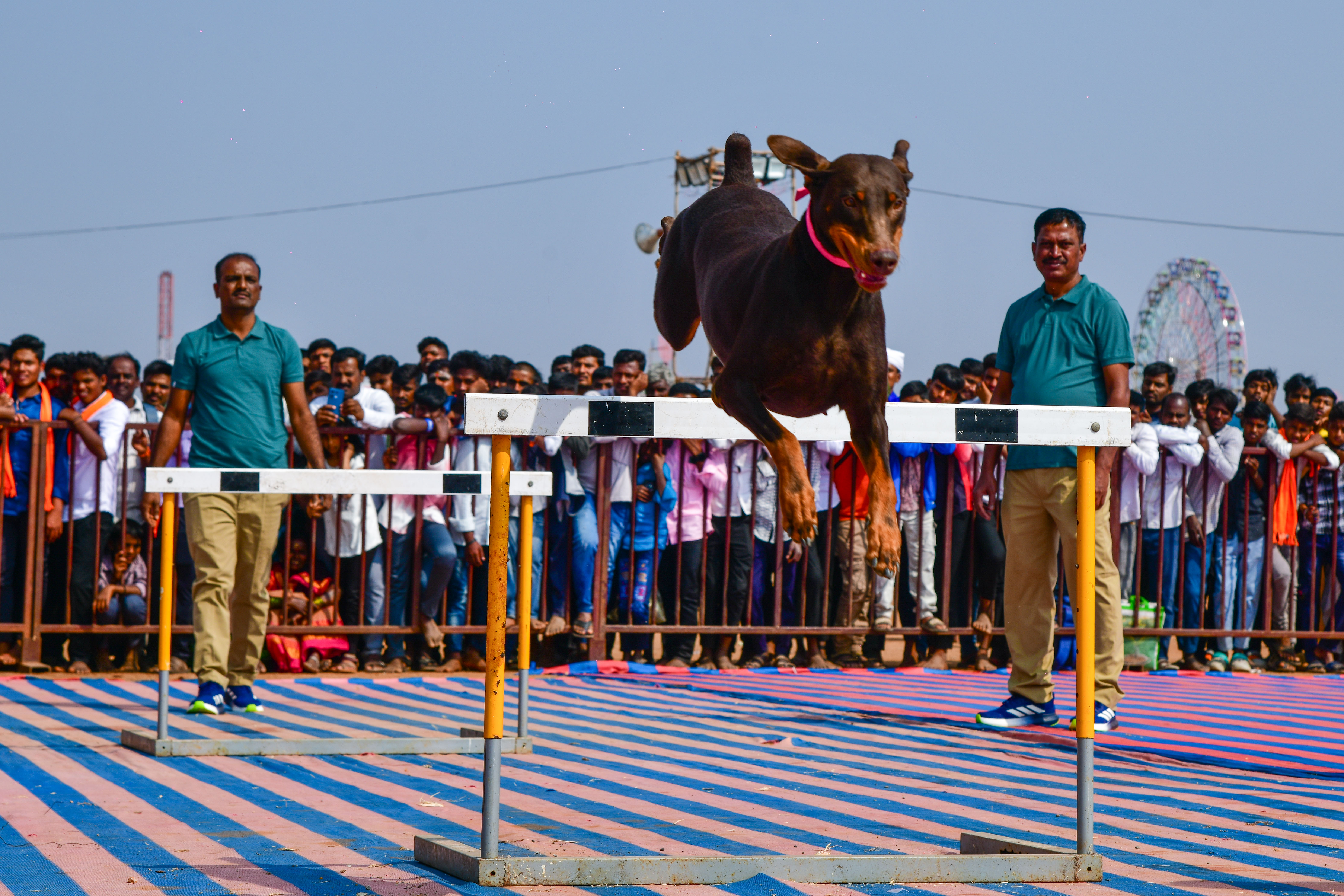 ಜಿಲ್ಲಾ ಪೊಲೀಸ್ ತಂಡದಿಂದ ನಡೆದ ಶ್ವಾನ ಪ್ರದರ್ಶನ