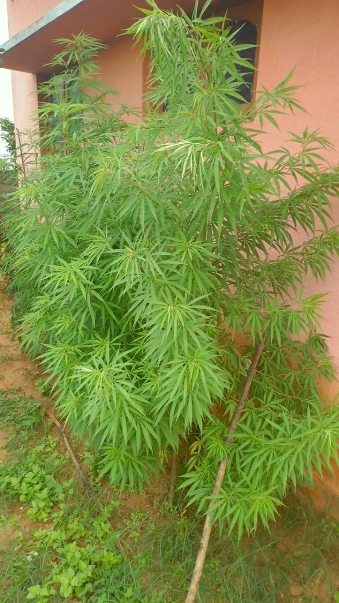 ಗಾಂಜಾ ಗಿಡ