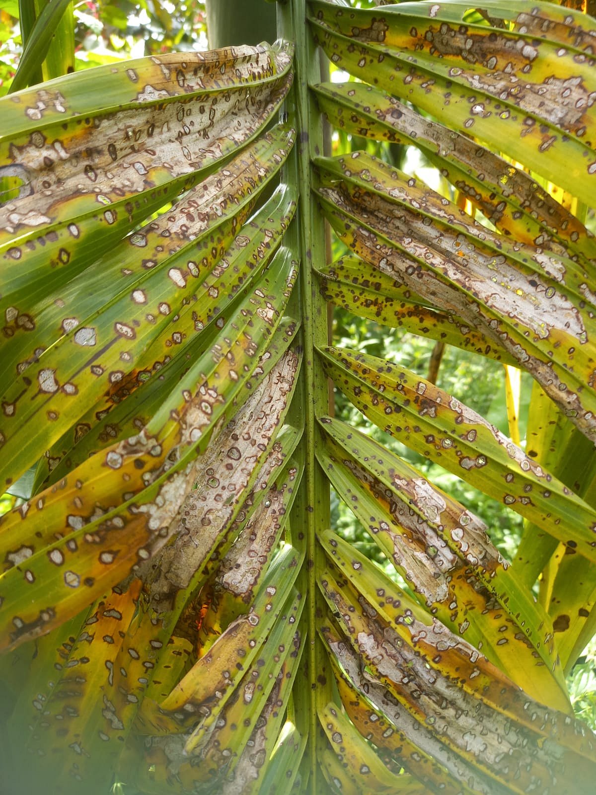 ಅಡಿಕೆ ಬೆಳೆ: ವಿಶೇಷ ಪ್ಯಾಕೇಜ್‌ಗೆ ಕೂಗು