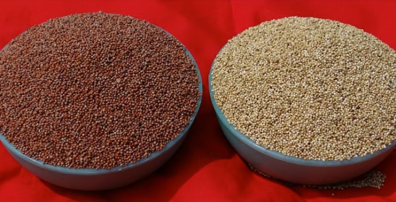 ಕೆಂಪು ರಾಗಿ ಮತ್ತು ಬಿಳಿ ರಾಗಿ